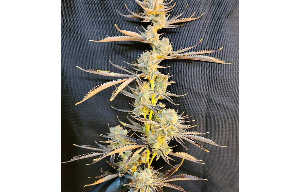 Tricopath Fem 10 pk