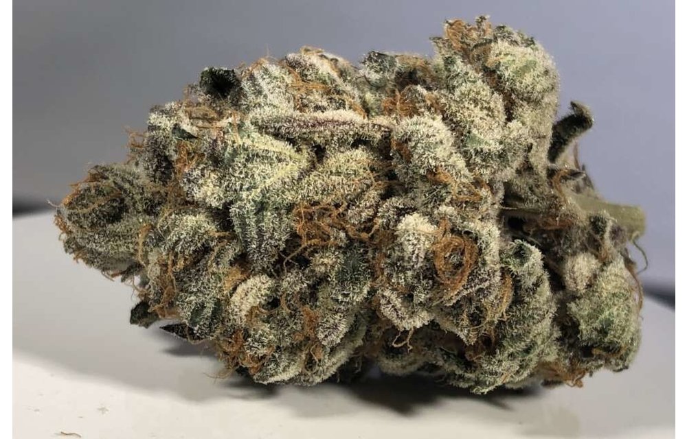 Purple Shah Fem 5 pk