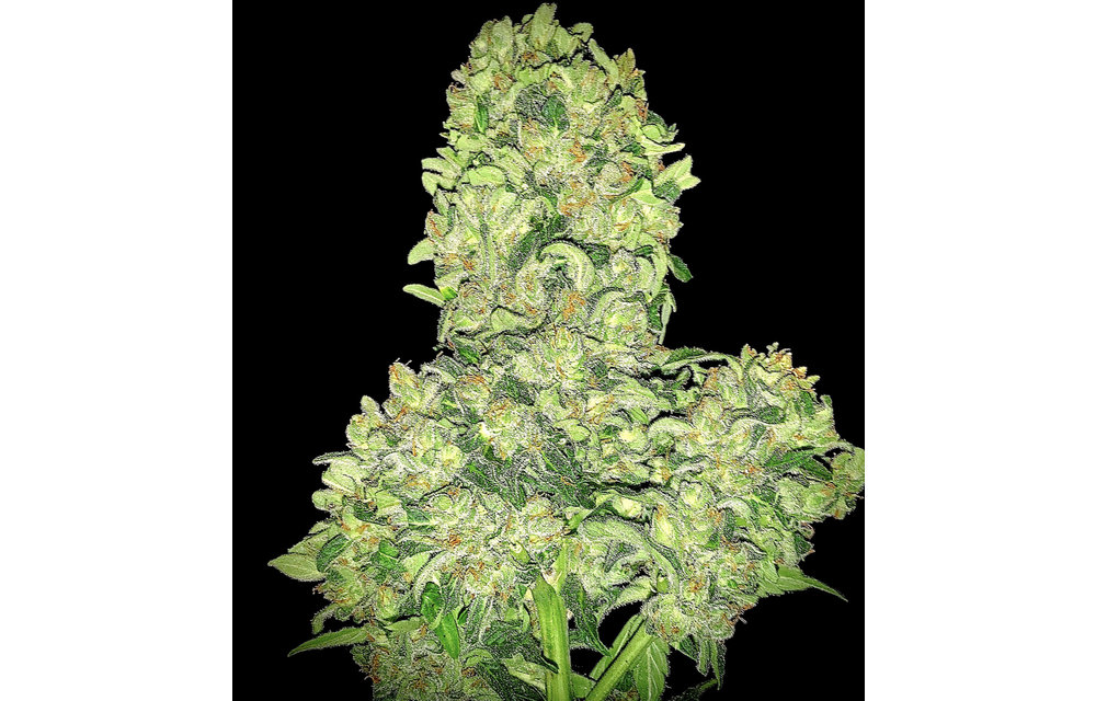 Alien Otto Auto Fem 6 pk