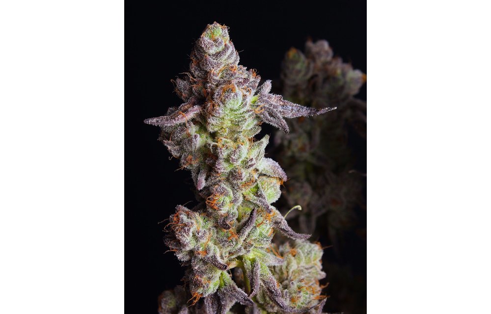 Punch Cake Fem 6 pk