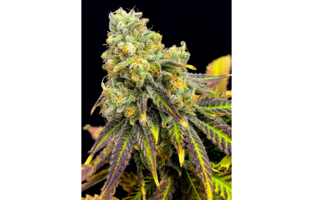 Sherbet Punch Fem 6 pk