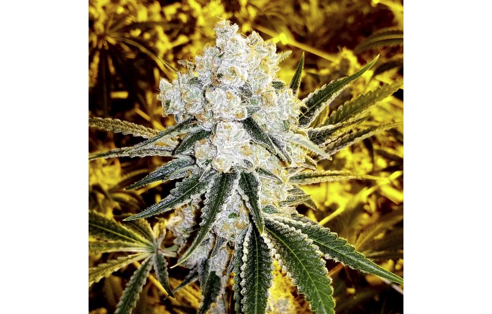 Dosi D Reg 12 pk