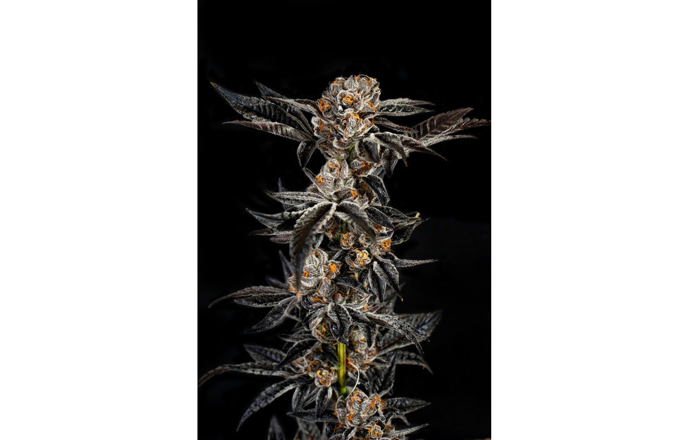 Gelato #33 Fem 6 pk