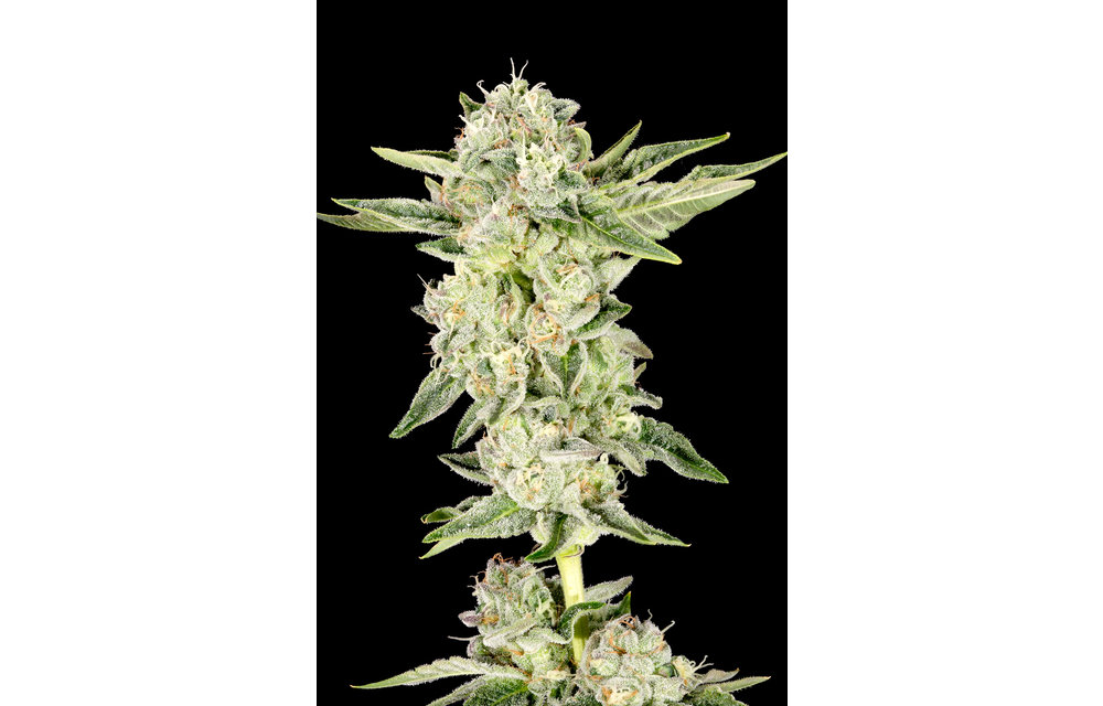 Gelato Cake Fem 6 pk