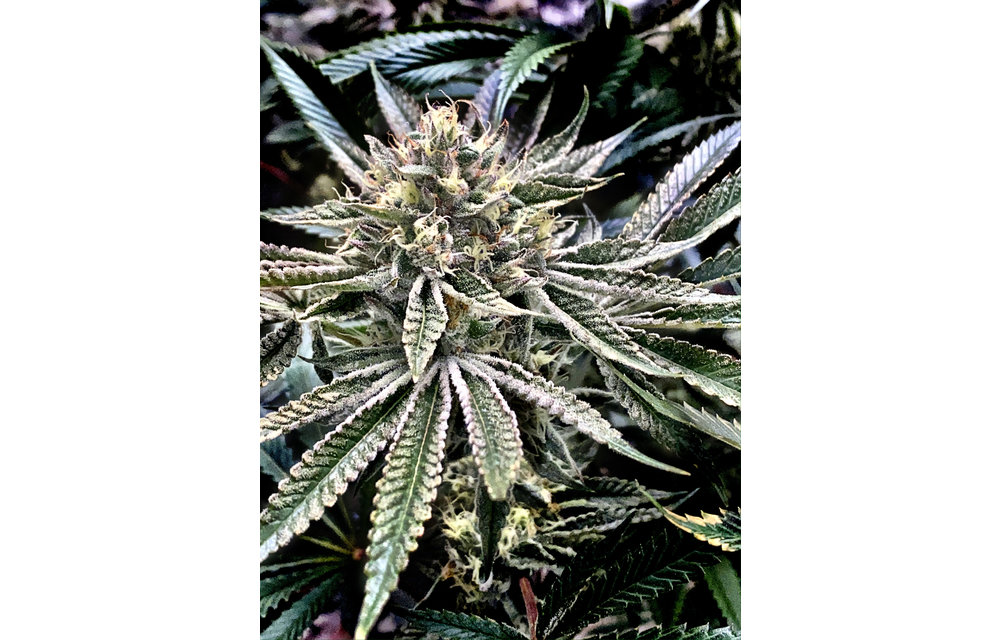 Gelatomo Fem 6 pk