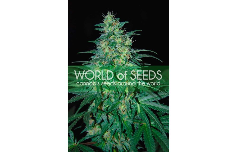 South African Kwazulu Reg 10 pk
