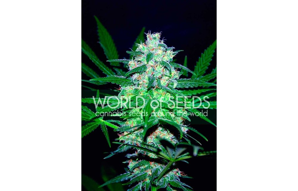 Pakistan Valley Reg 10 pk
