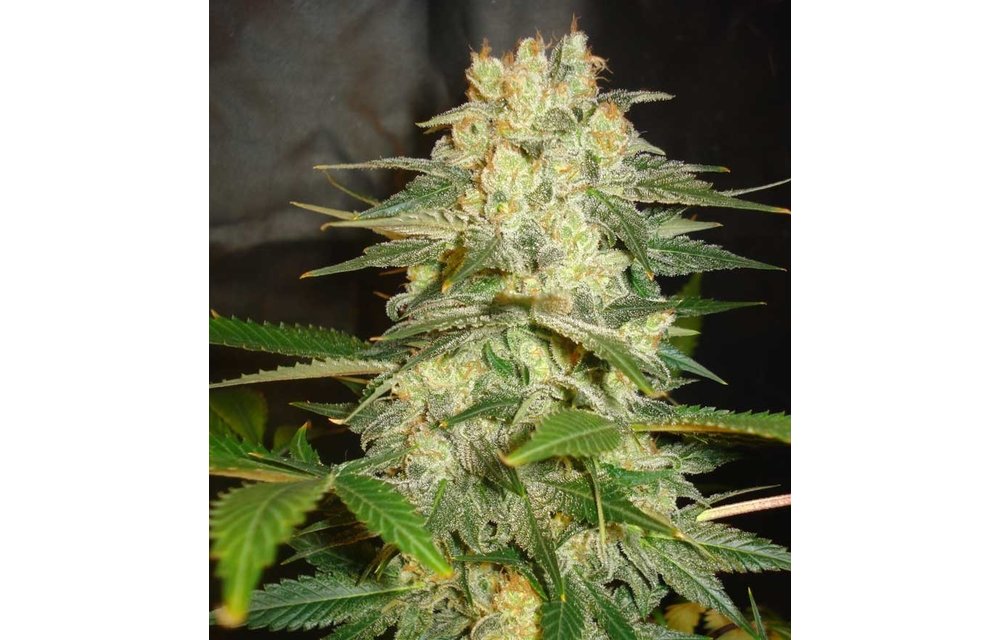 Afghan Kush Ryder Auto 7 pk