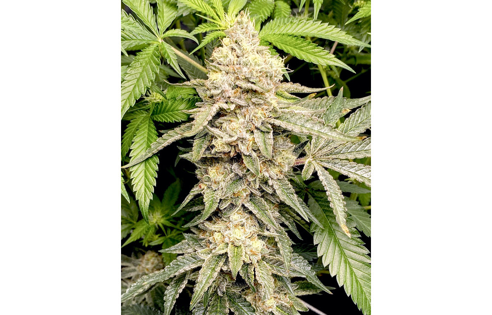 Head Cake Fem 6 pk