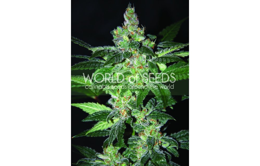 Amnesia Fem 7 pk