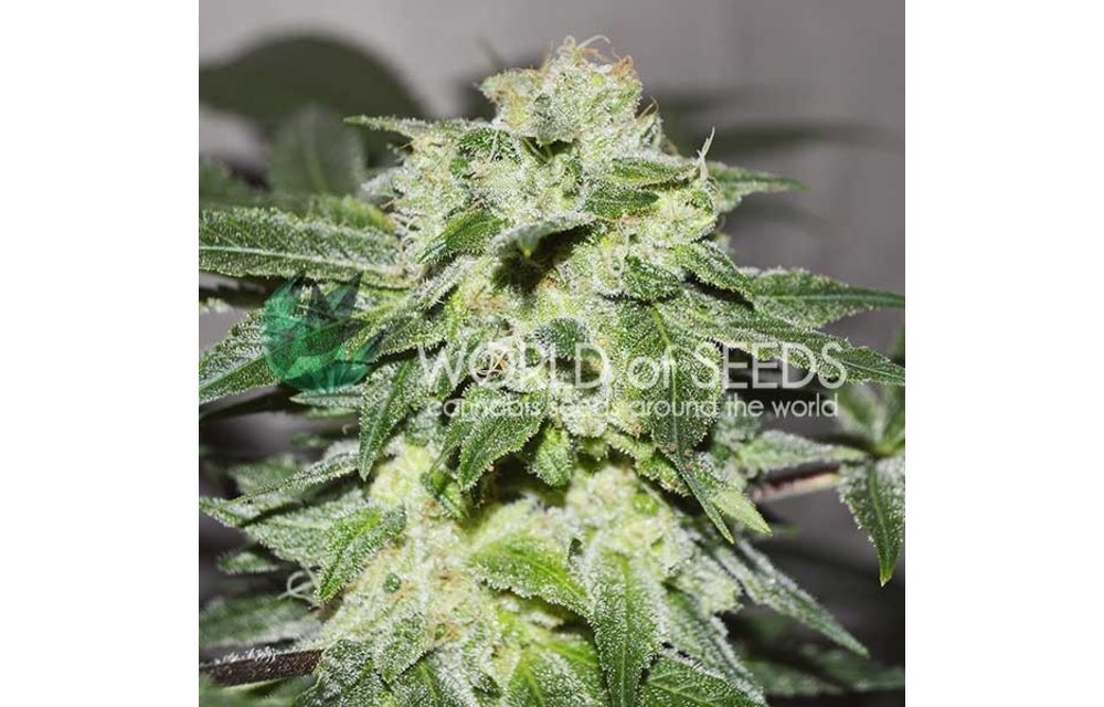 Chronic Haze Fem 7 pk