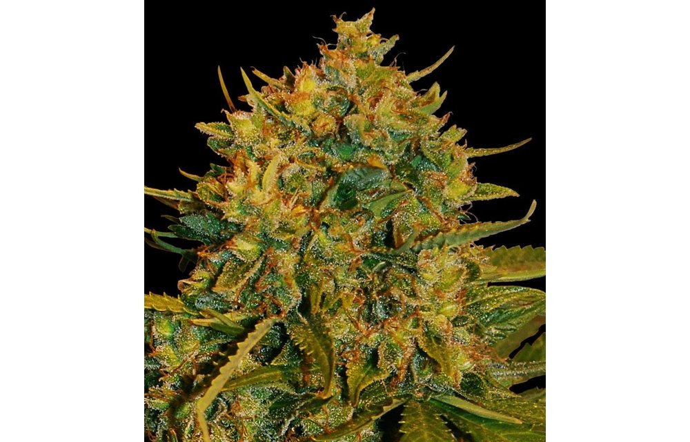 Northern Lights x Big Bud x Ryder Auto-Fem 7 pk