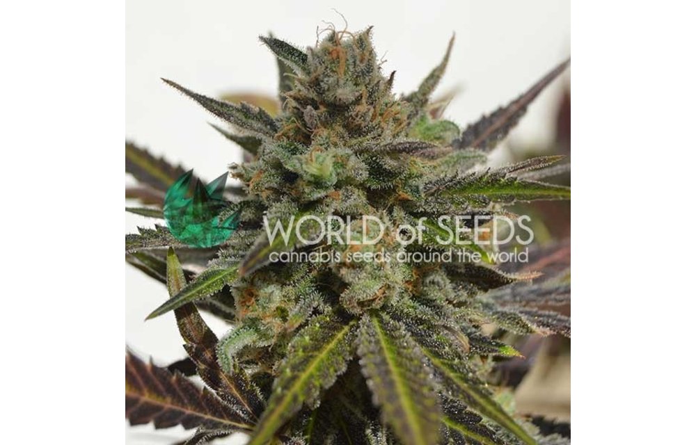 Northern Lights x Skunk Fem 7 pk
