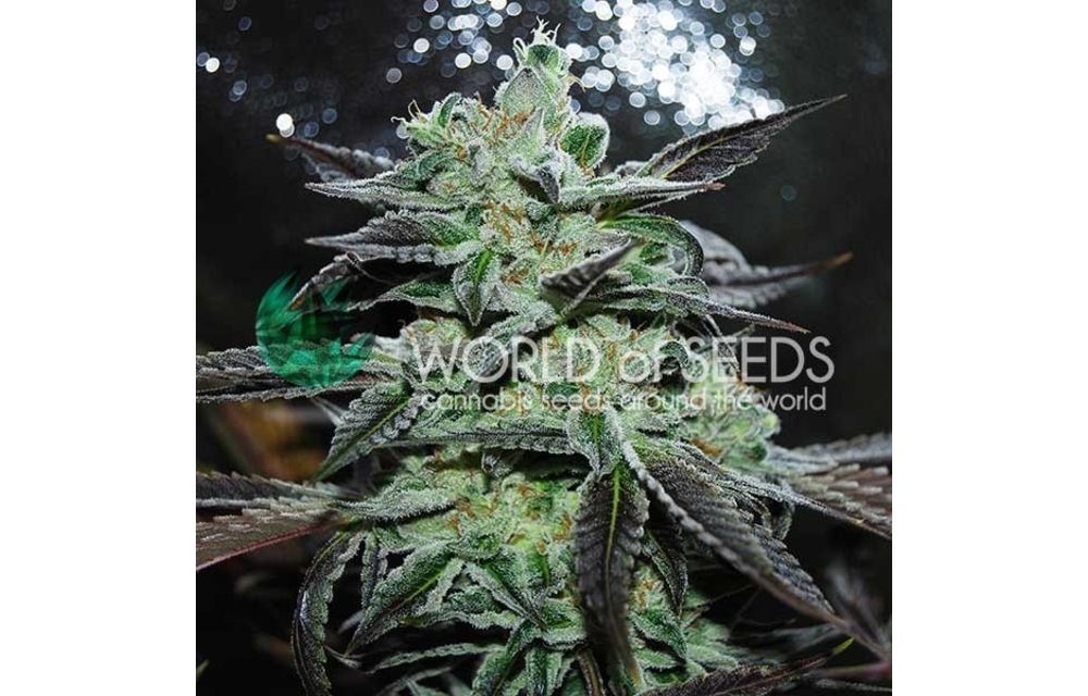 Strawberry Blue Fem 7 pk