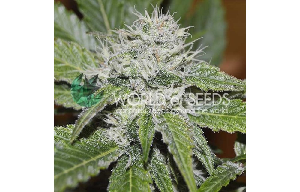 Amnesia Ryder Auto Fem 7 pk