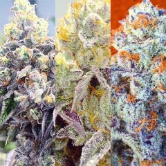 Gage Green Group genetics