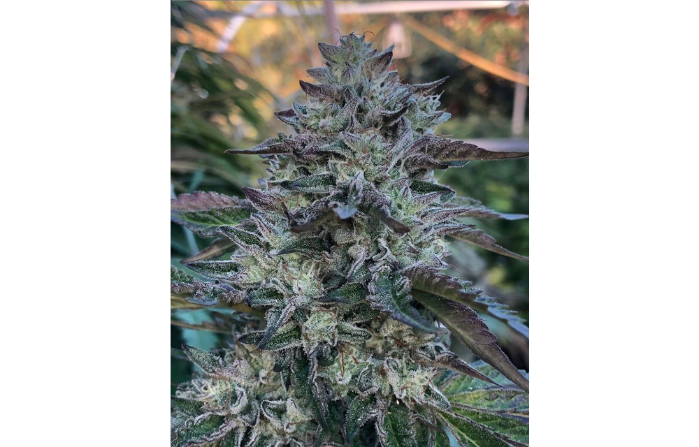 Rebel Cookies Reg 12 pk