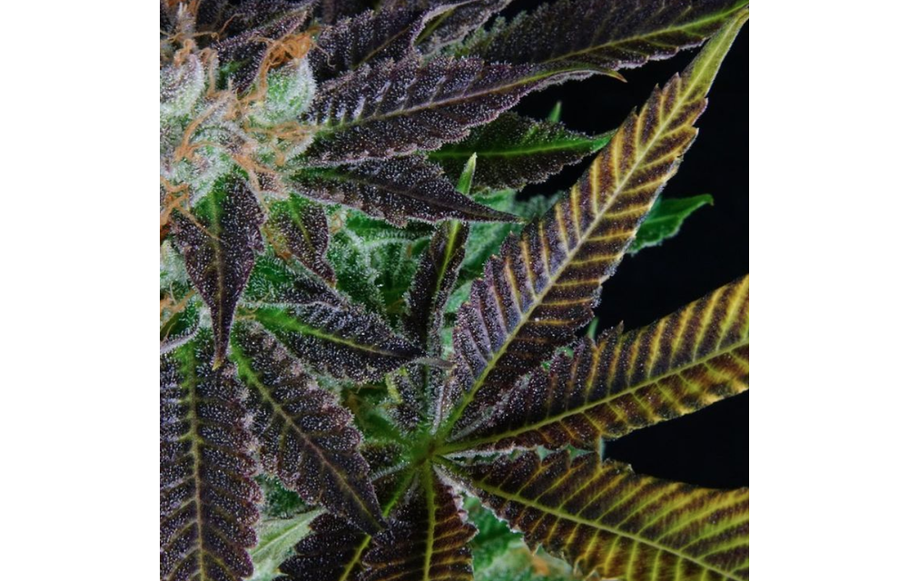 Agent 18 Reg 10 pk