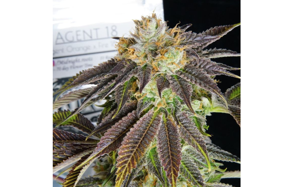 Agent 18 Reg 10 pk