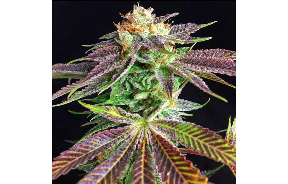 Agent 18 Reg 10 pk