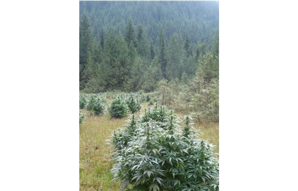BC Pinewarp Reg 12 pk