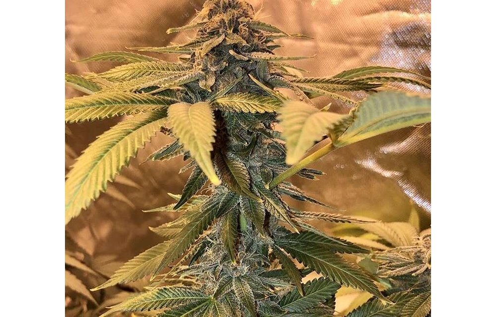 Jilly Bean Bubblegum Reg 5 pk