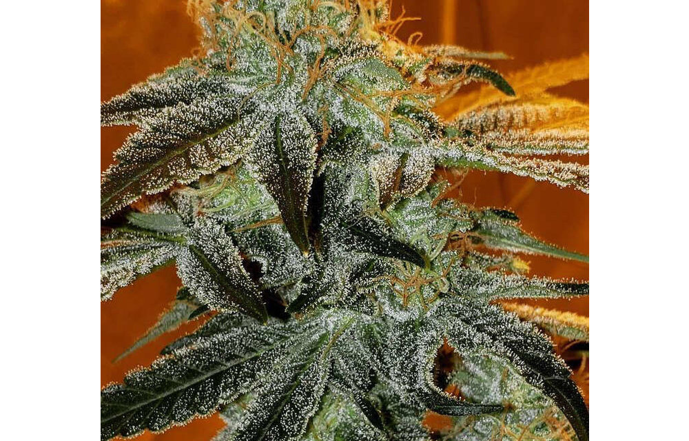 Jilly Bean Grape Reg 5 pk
