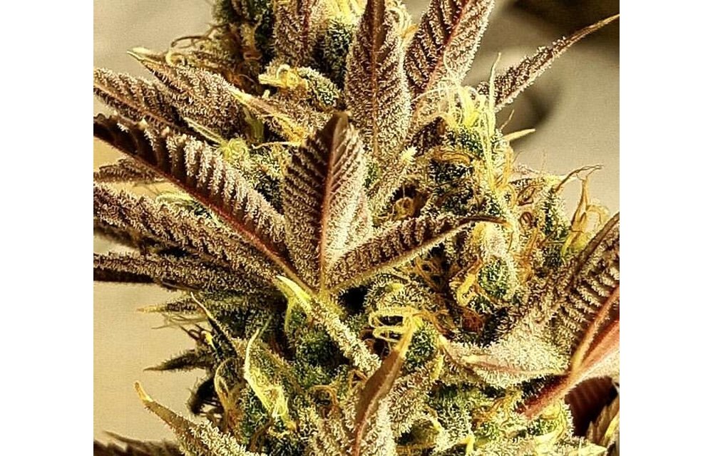 Jilly Bean Lime Reg 5 pk