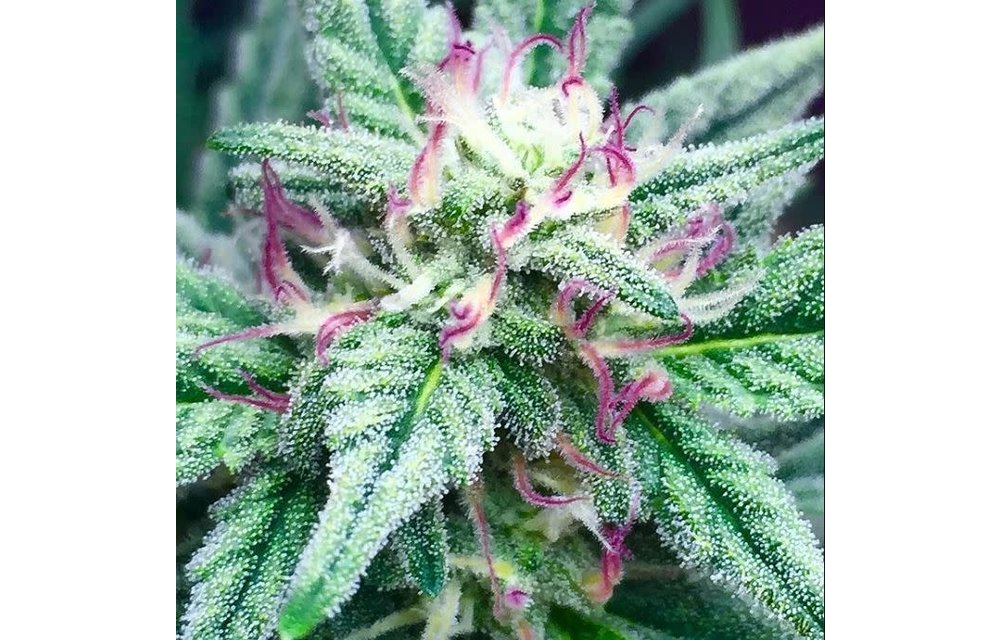 Concord Crusher Auto Fem 12 pk