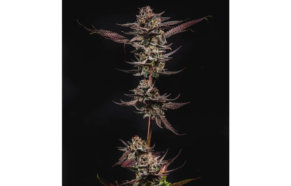 Gelato Kiss Fem 6 pk
