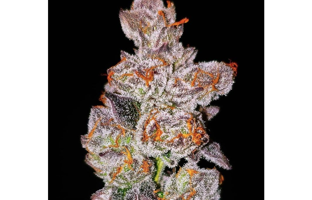 Birthday Punch Fem 6 pk