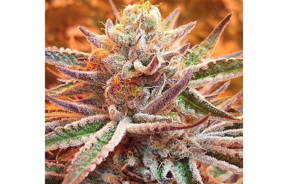 Gelato Cake Fem 6 pk