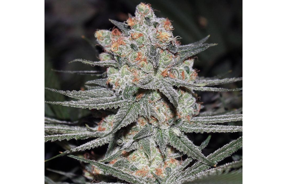 Sour Patch Kiss Reg 12 pk