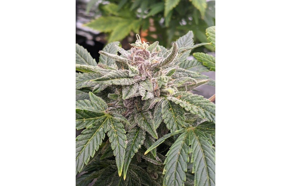 Variety Pack(Triks/Durban Sunrise/Vidamints) Auto Fem (3 of ea.)