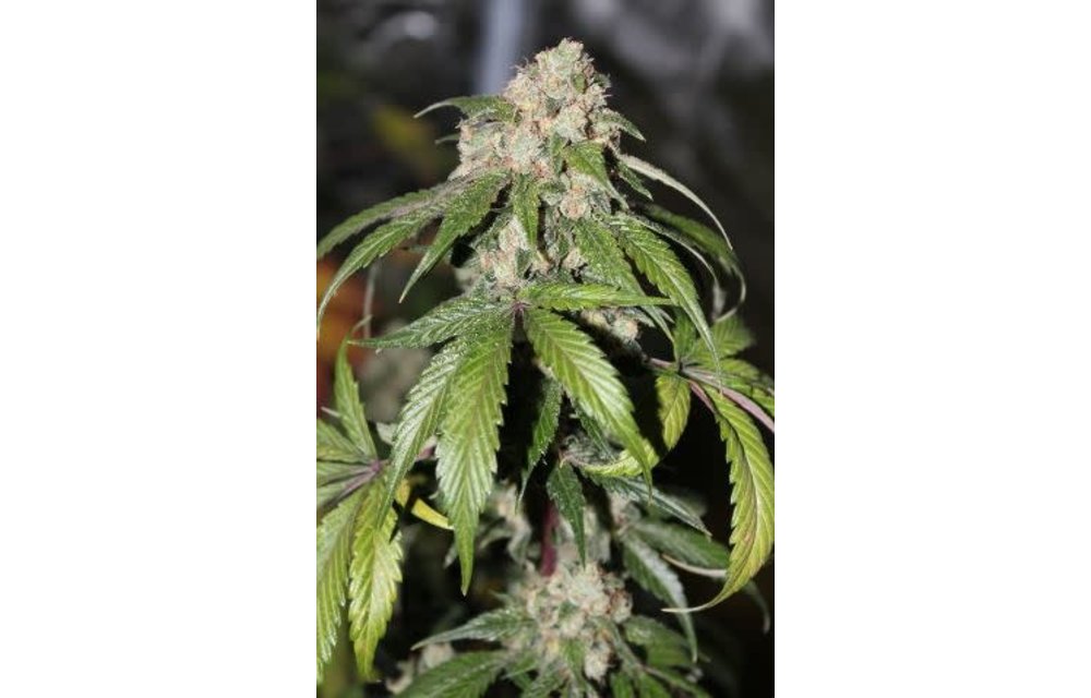 Samsquanch OG Auto Fem 100 pk