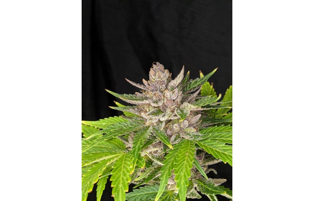 Durban Sunrise Auto Fem 6 pk
