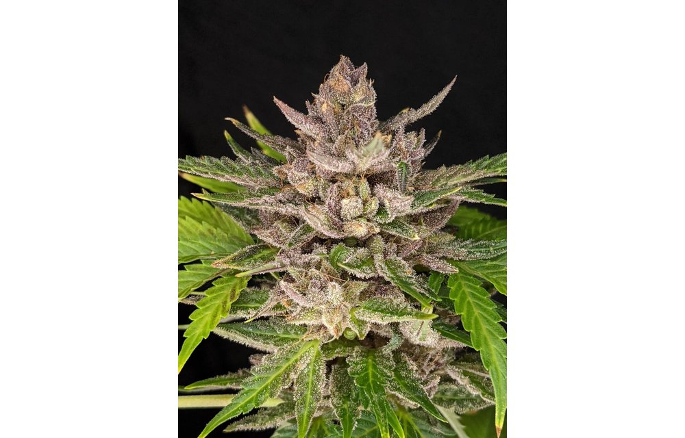 Durban Sunrise Auto Fem 6 pk