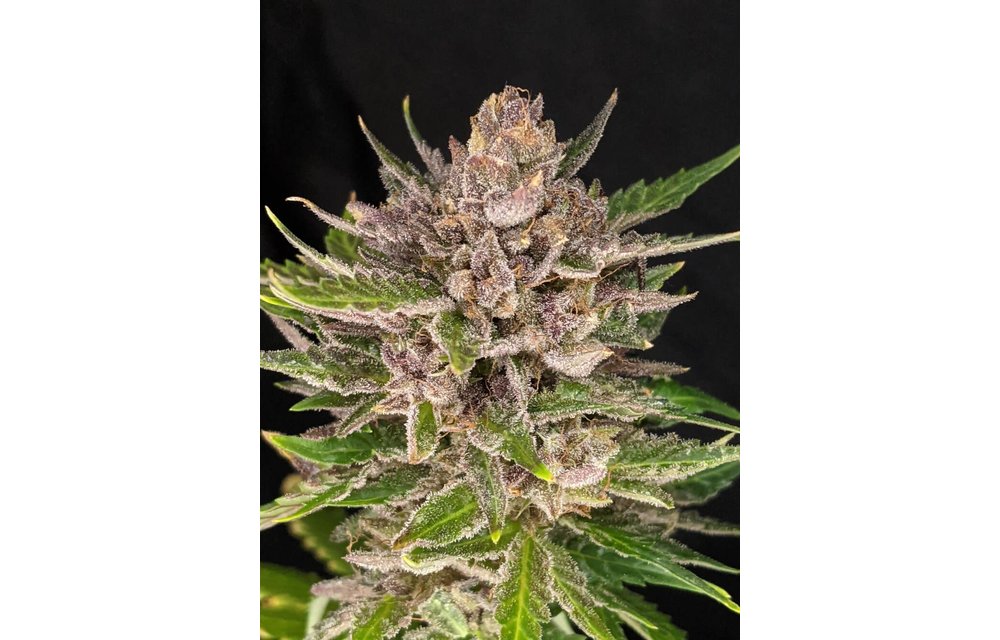 Durban Sunrise Auto Fem 6 pk