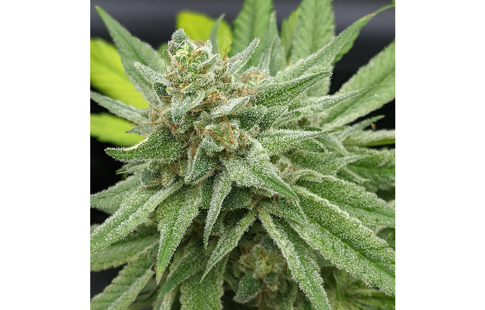 Hot Mess Fem 6 pk
