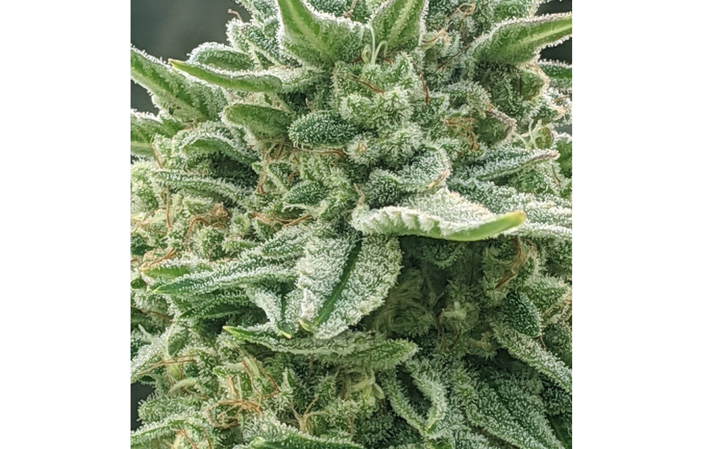 Hot Mess Fem 6 pk