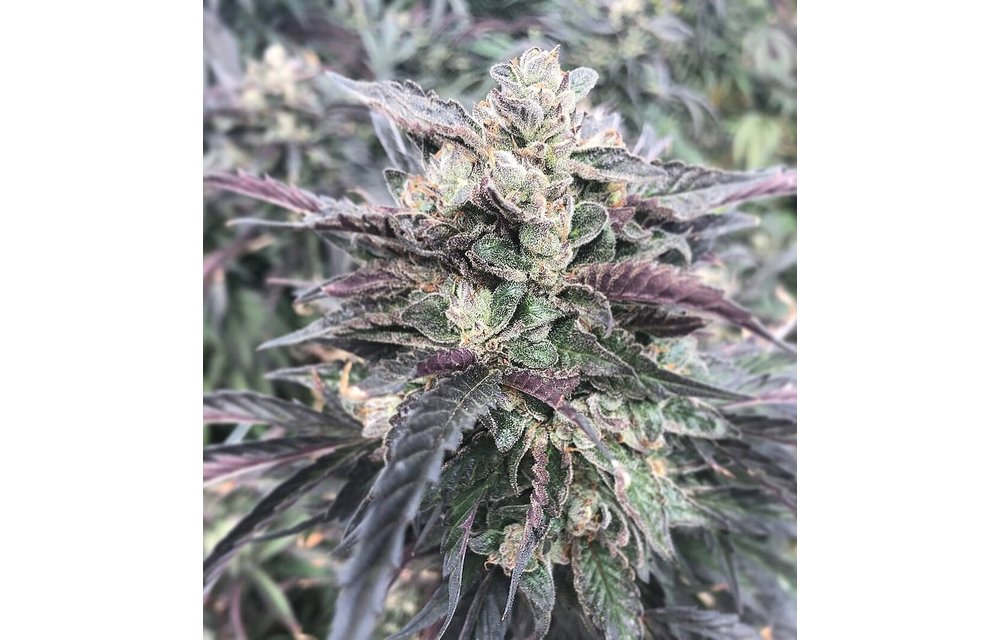 Mendo Cookies Reg 12 pk