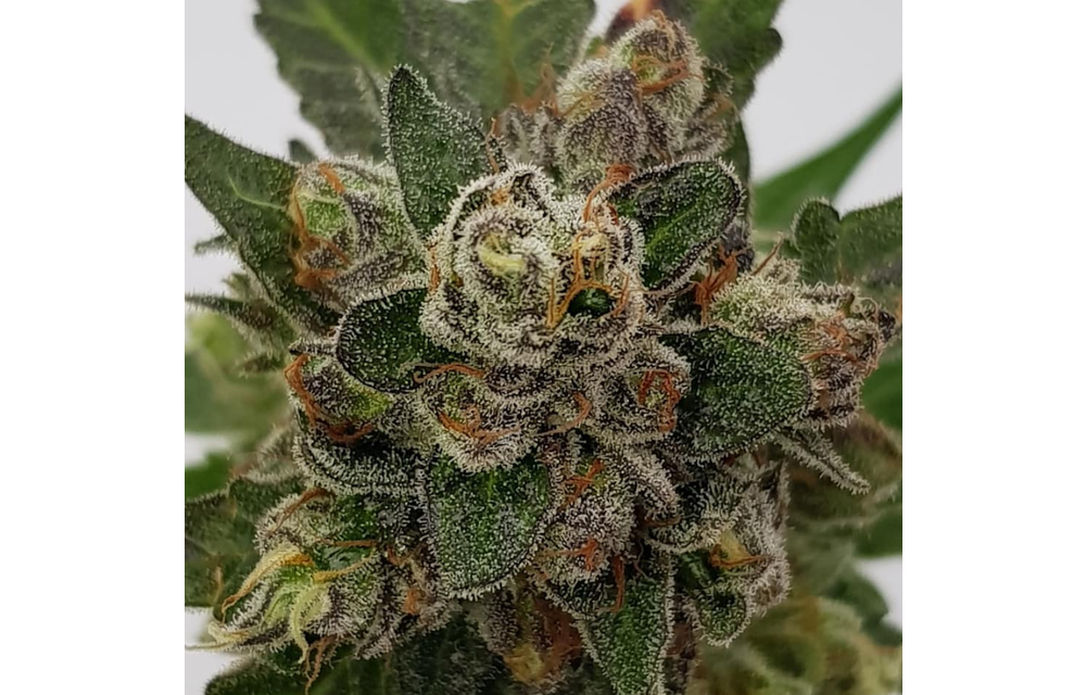 Mendo Cookies Reg 12 pk
