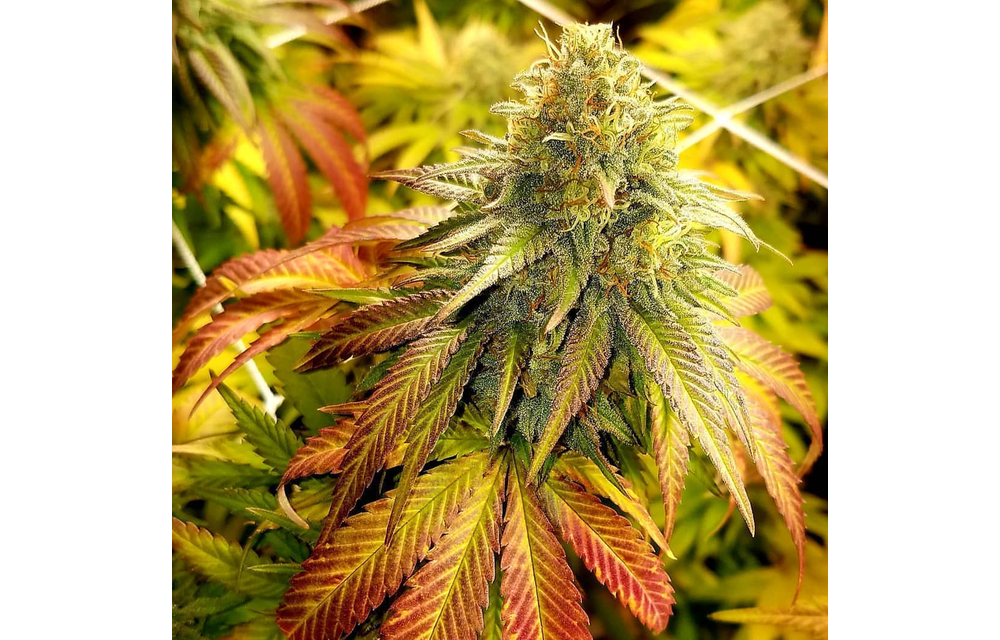 Mendo Cookies Reg 12 pk