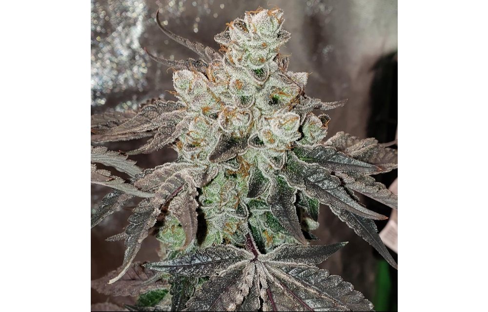 Mendo Cookies Reg 12 pk