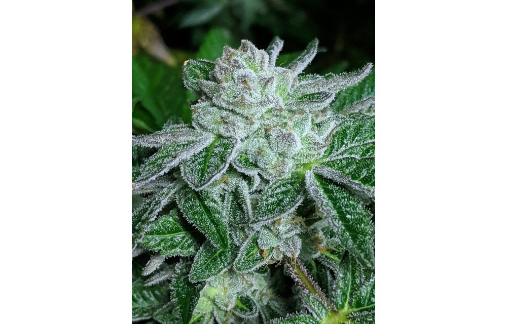 Mendo Cookies Reg 12 pk