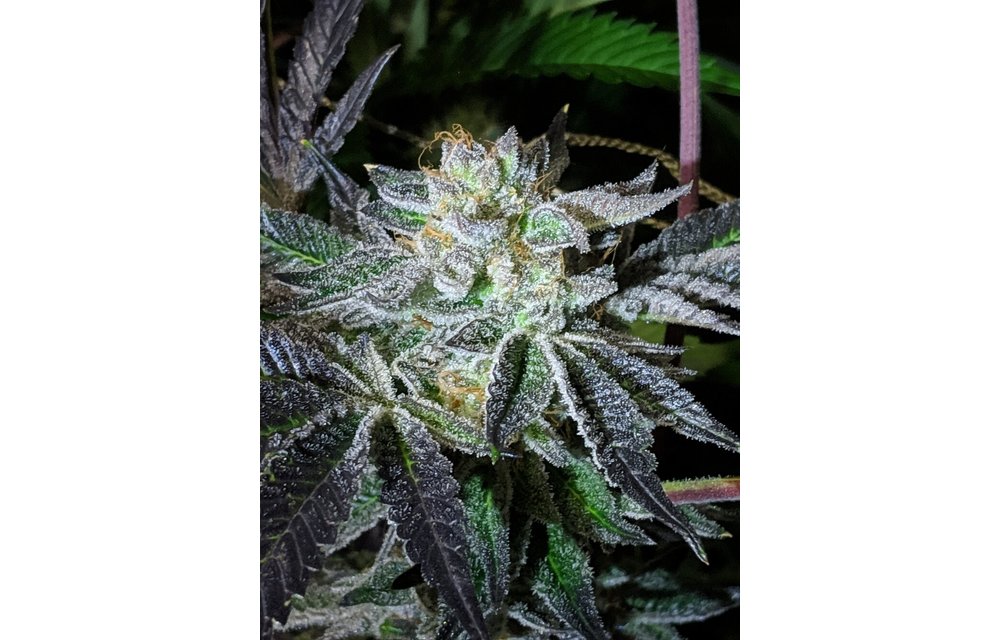 Mendo Cookies Reg 12 pk