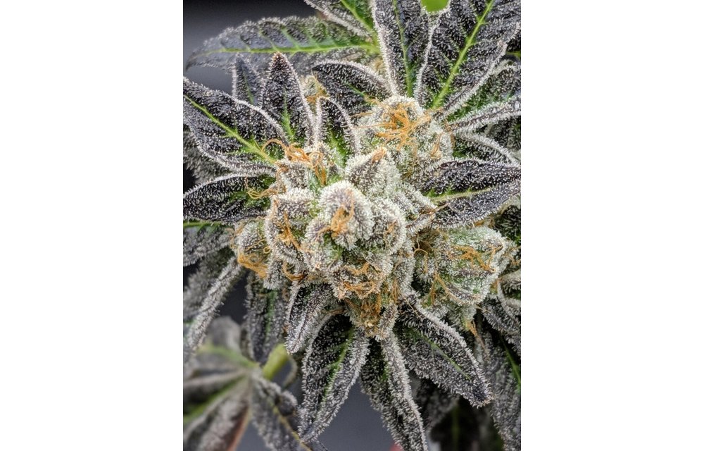 Mendo Cookies Reg 12 pk