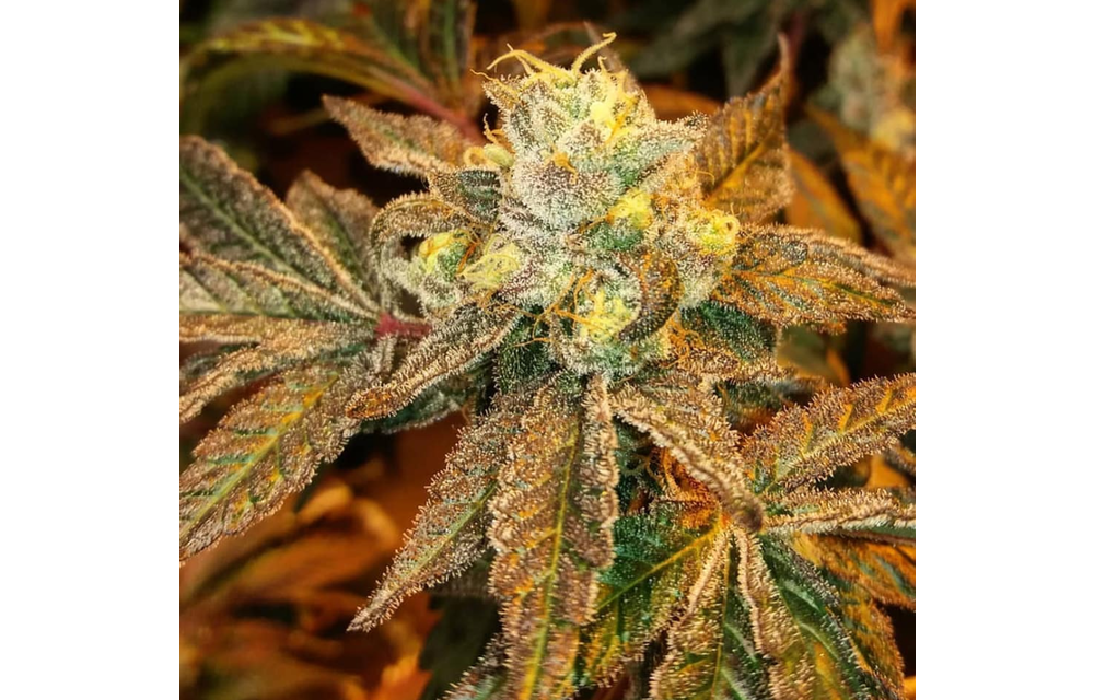 Mendo Cookies Reg 12 pk