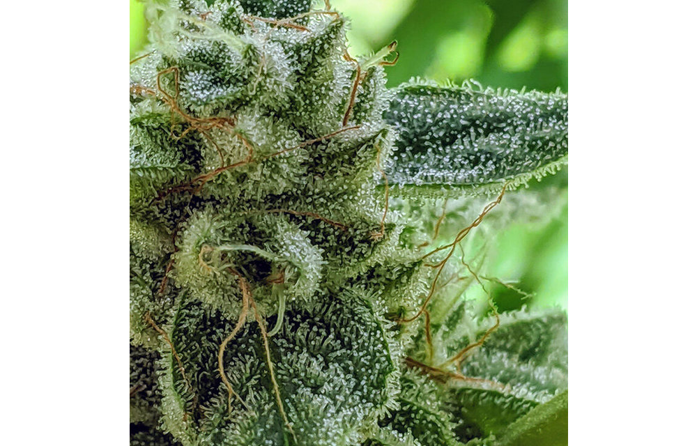 MMXX Fem 6 pk