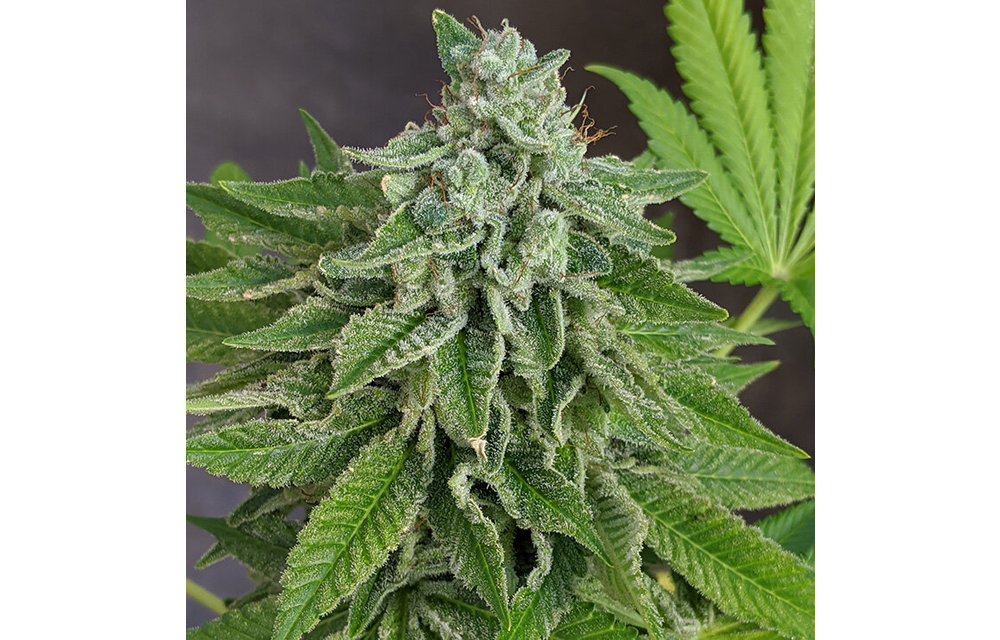MMXX Fem 6 pk